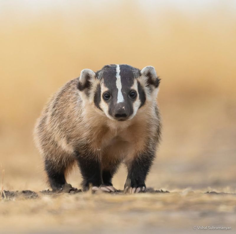 American Badger