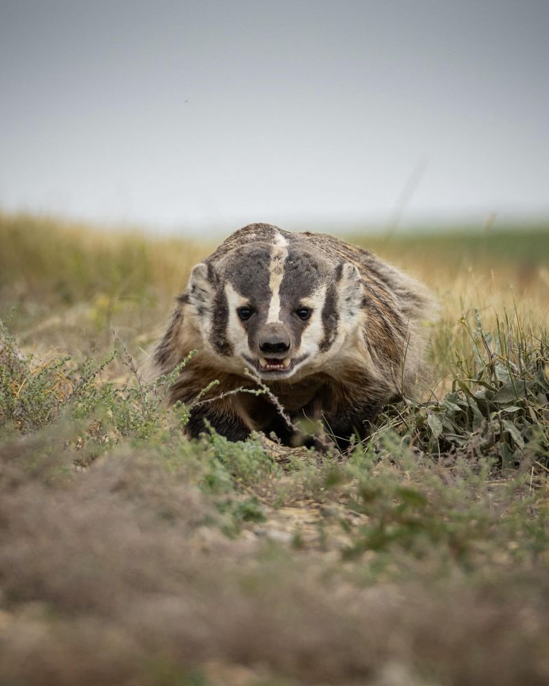 American Badger