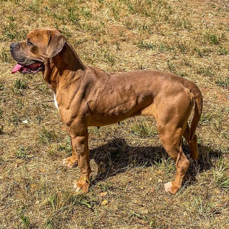 American Bandogge