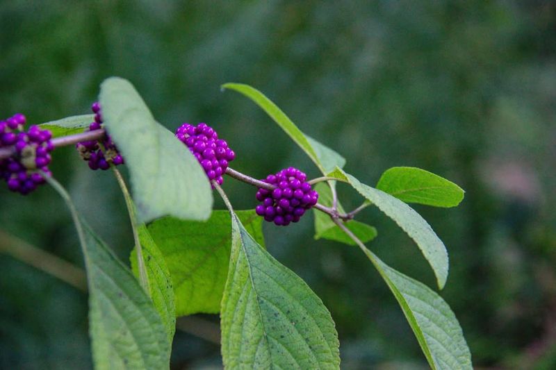 American Beautyberry (Callicarpa americana)