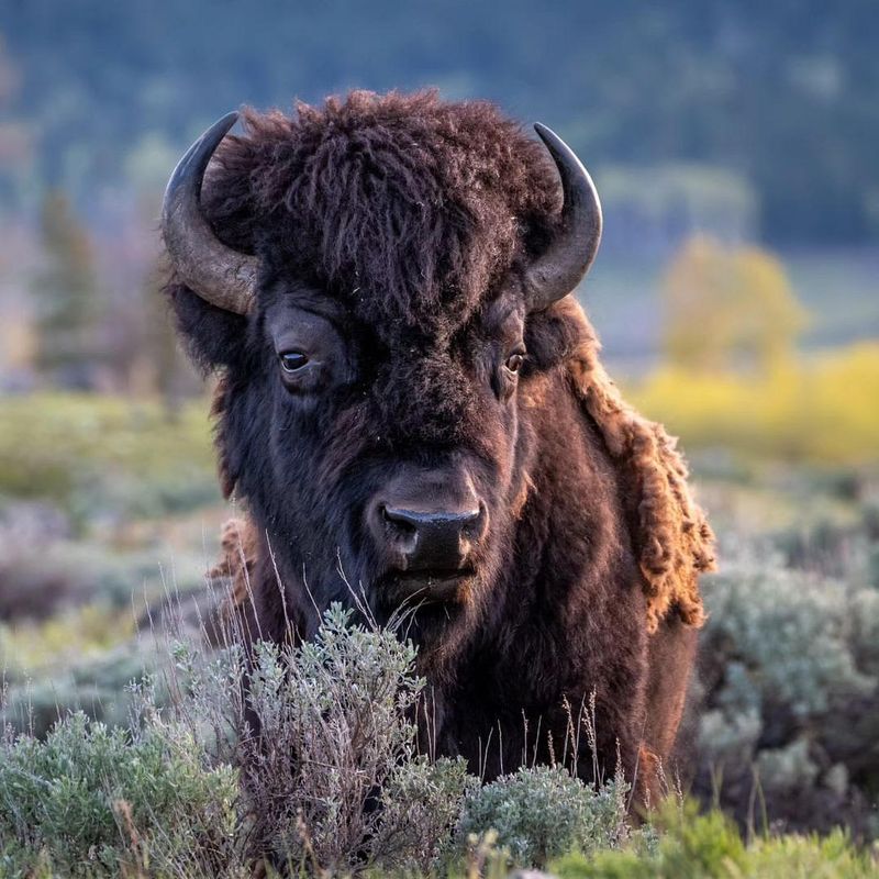 American Bison