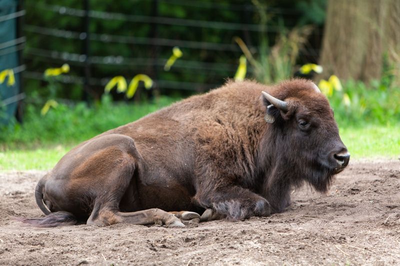 American Bison