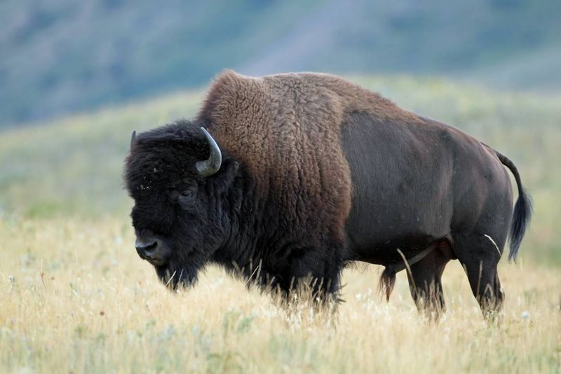 American Bison