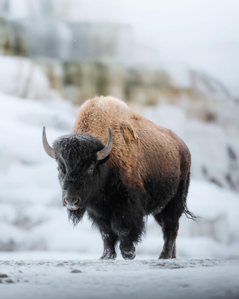 American Bison