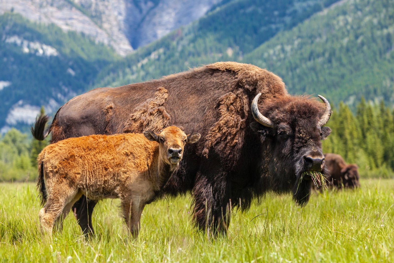 American Bison