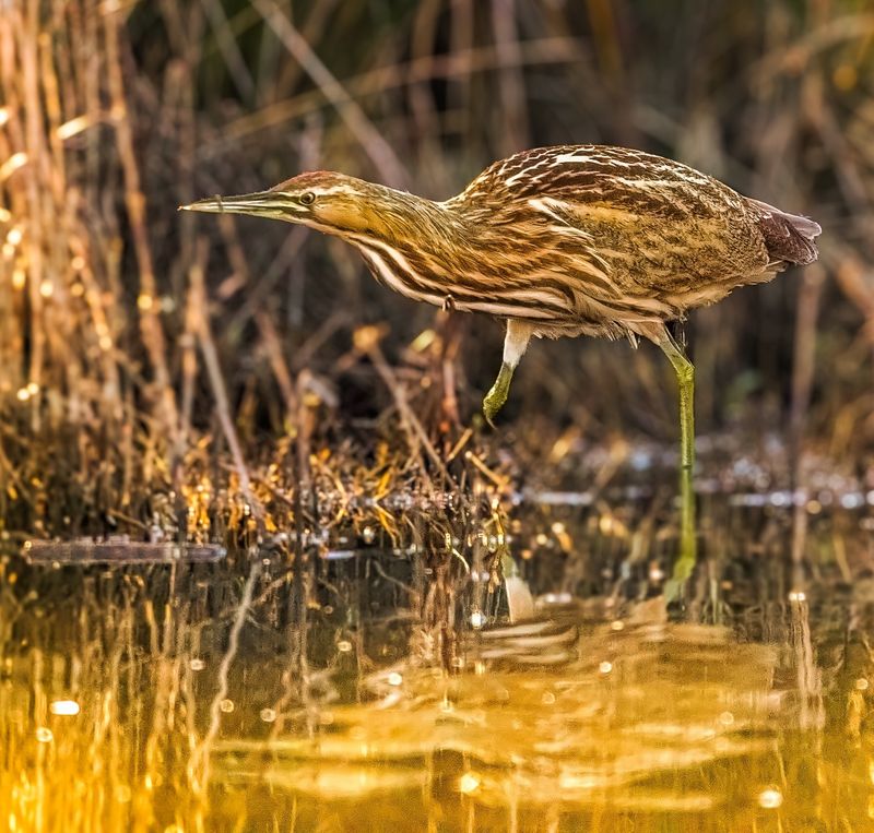 American Bittern