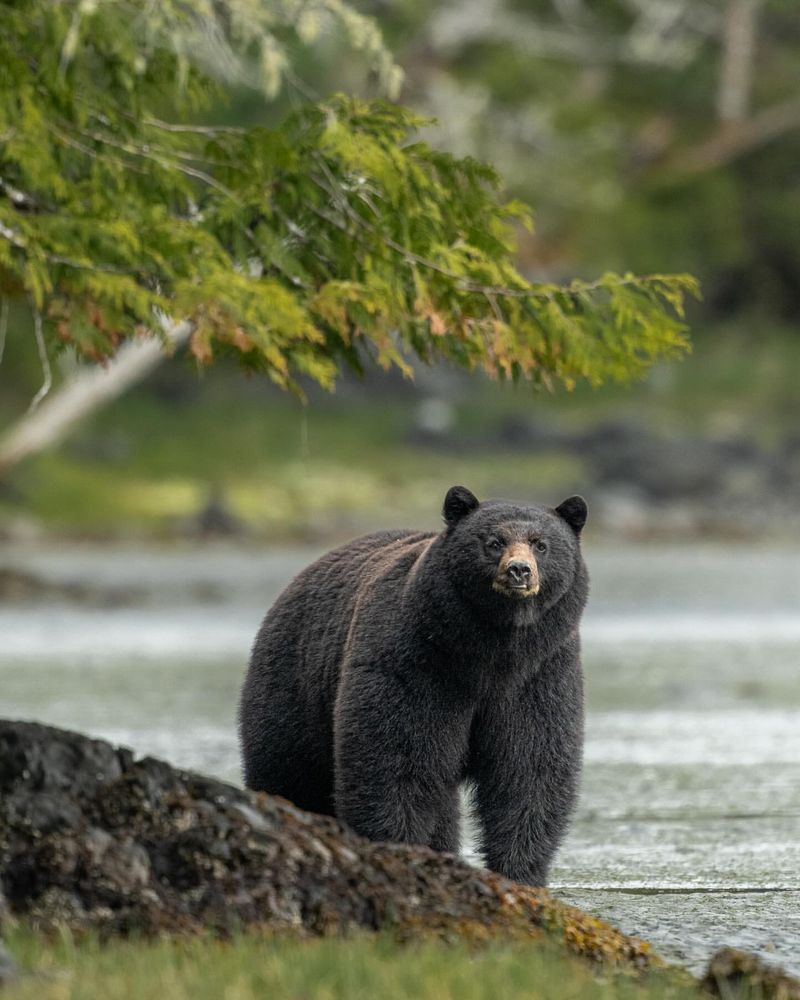 American Black Bear