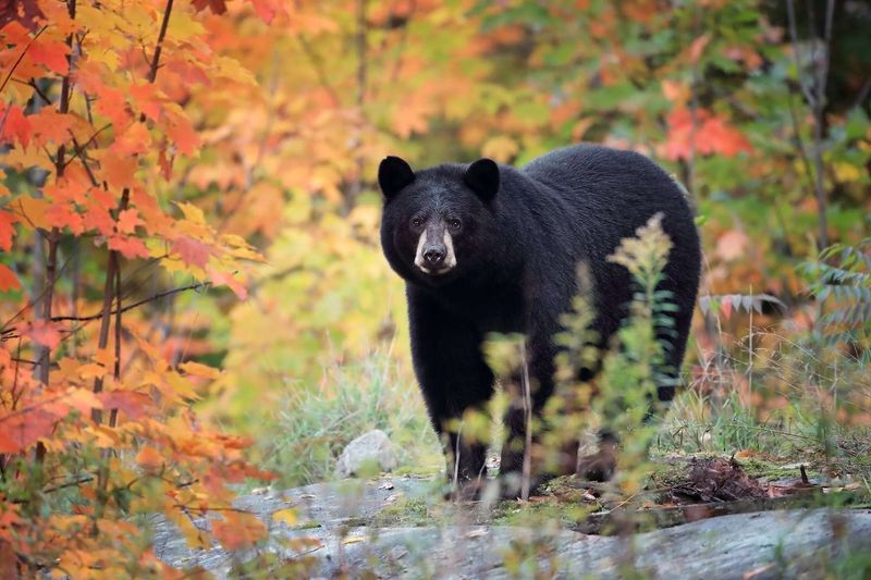 American Black Bear