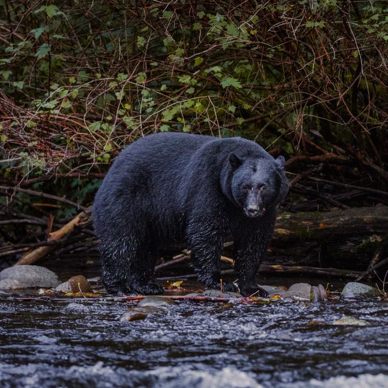 American Black Bear