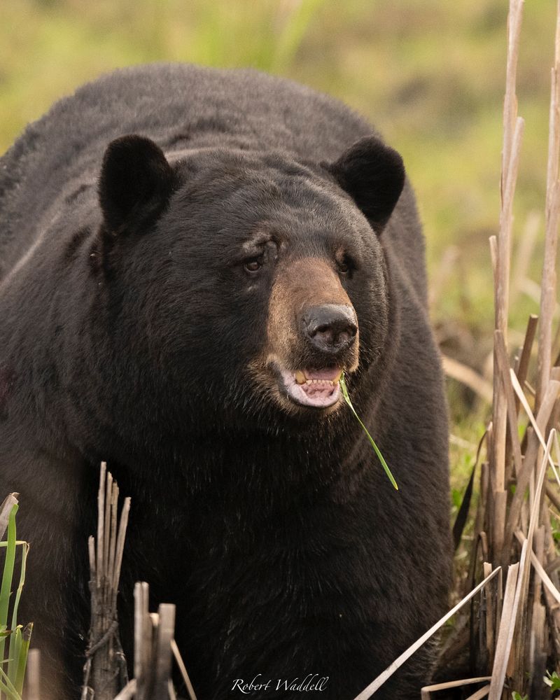 American Black Bear