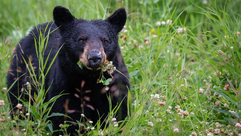 American Black Bear