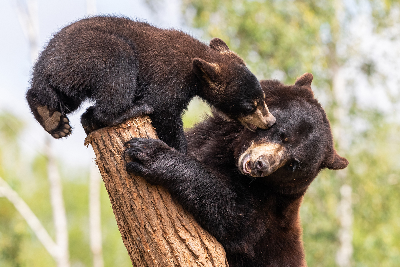 american black bear