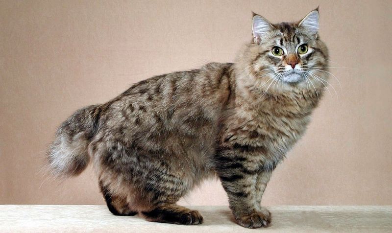 American Bobtail