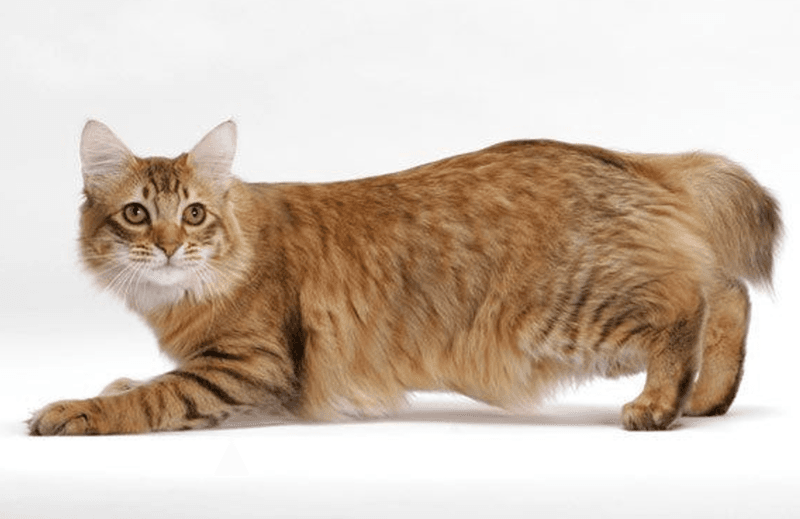 American Bobtail