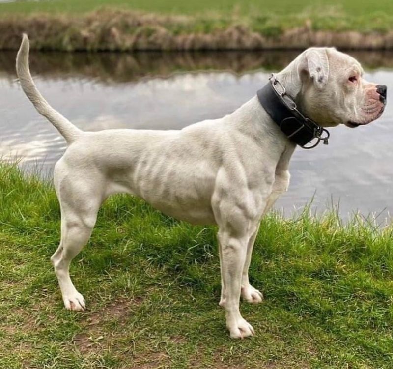 American Bulldog