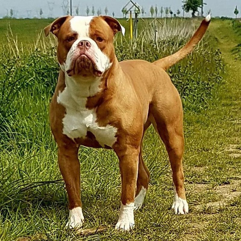 American Bulldog