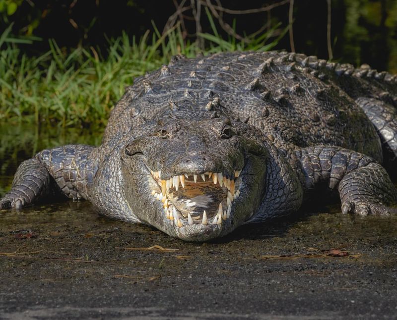 American Crocodile