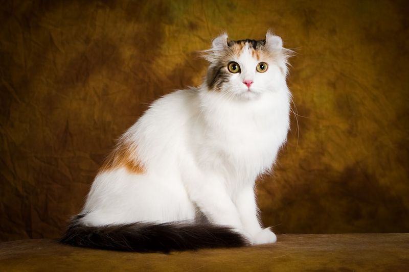 American Curl