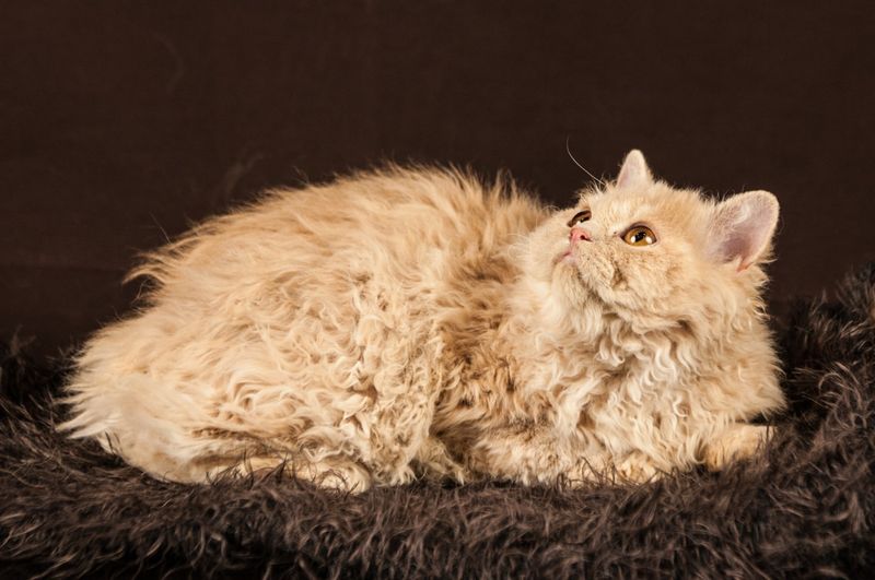 American Curl Cat