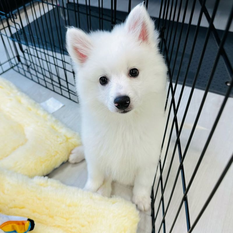 American Eskimo Dog