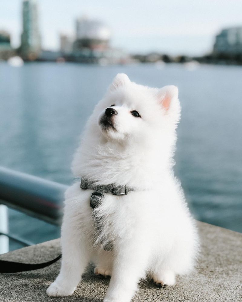 American Eskimo Dog