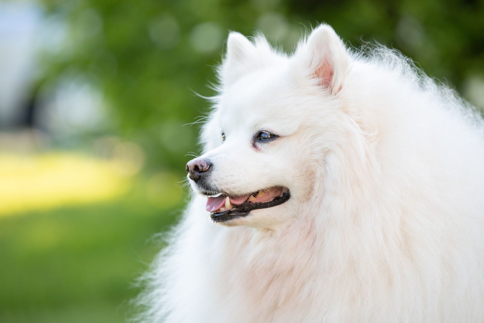 American Eskimo Dog