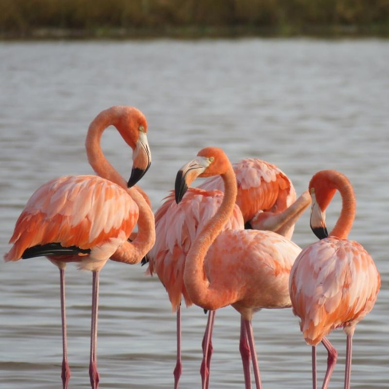 American Flamingo