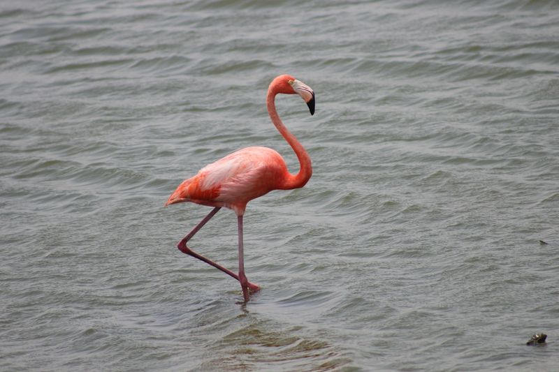 American Flamingo