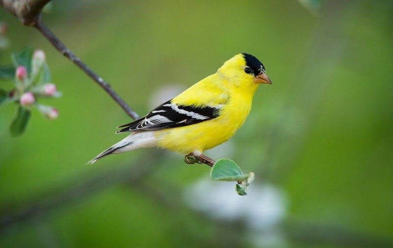 American Goldfinch