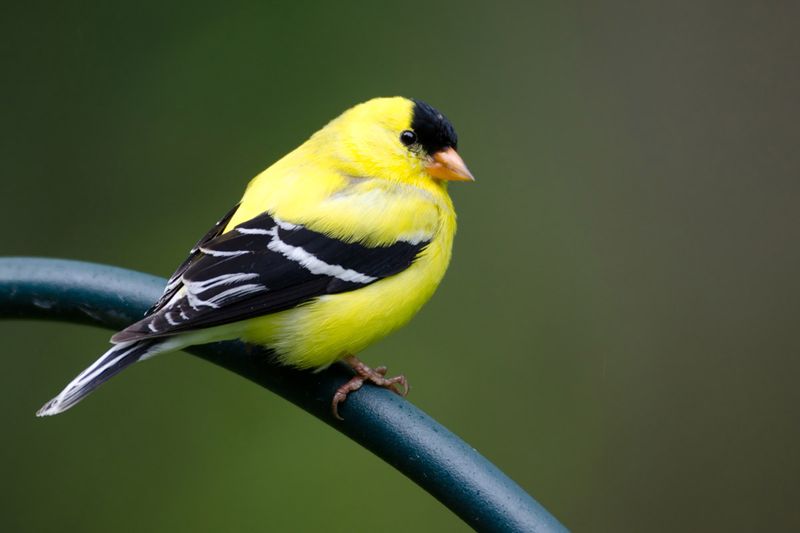 American Goldfinch