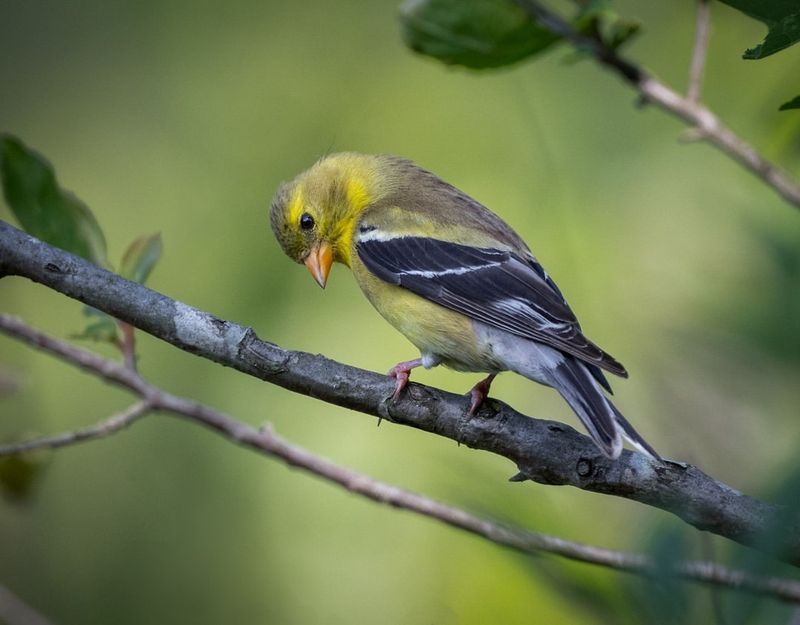 American Goldfinch