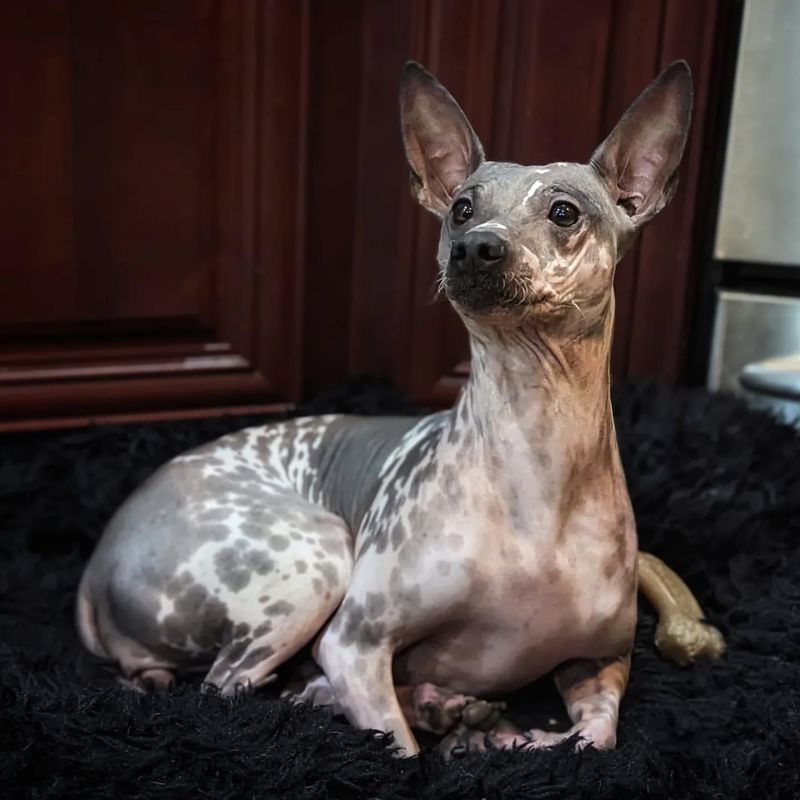 American Hairless Terrier