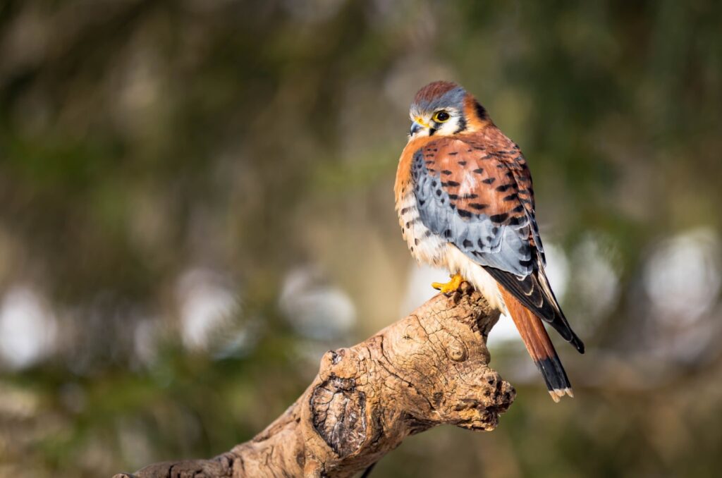 American Kestrel