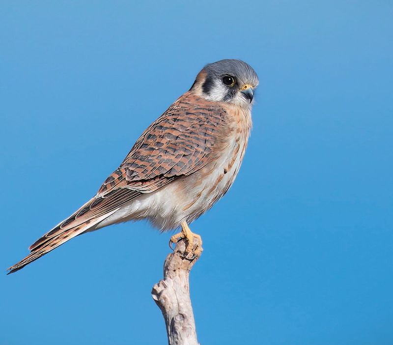 American Kestrel