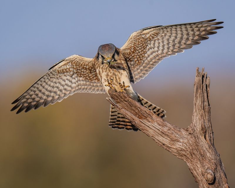 American Kestrels