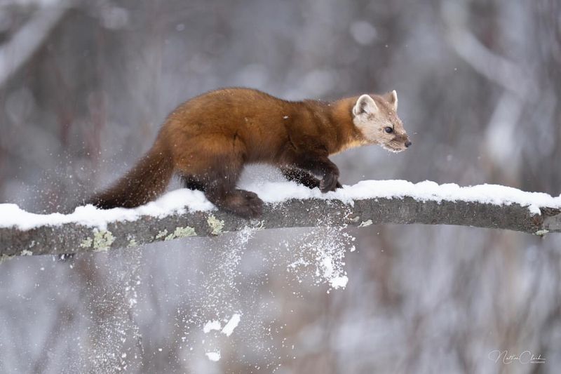 American Marten