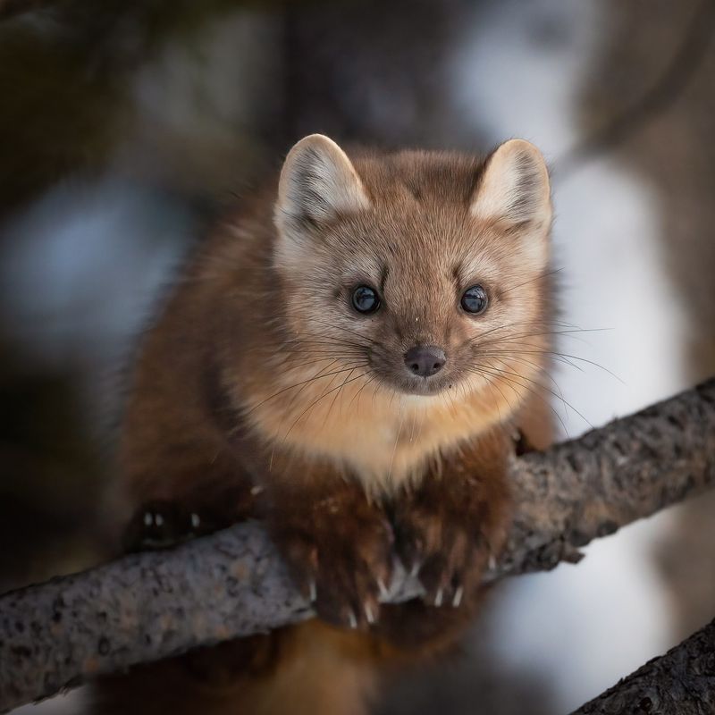 American Marten