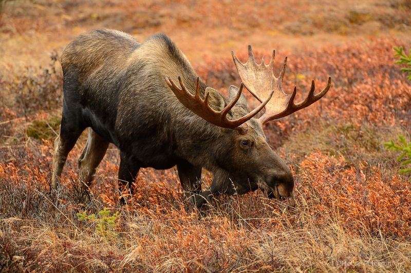 American Moose