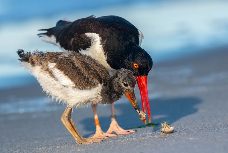 American Oystercatcher