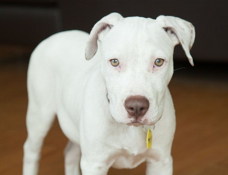 American Pit Bull Terrier