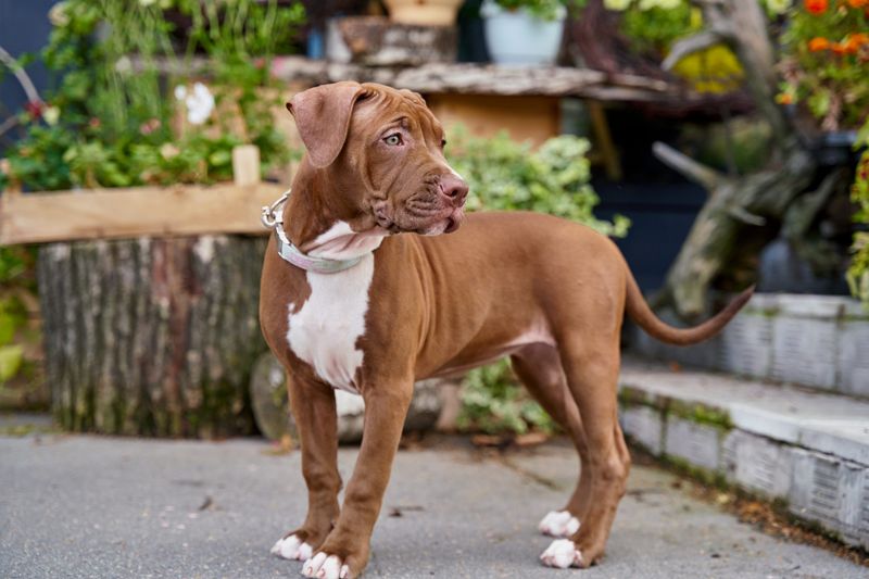 American Pit Bull Terrier