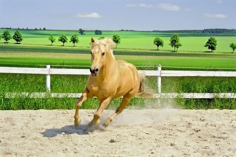 American Quarter Horse