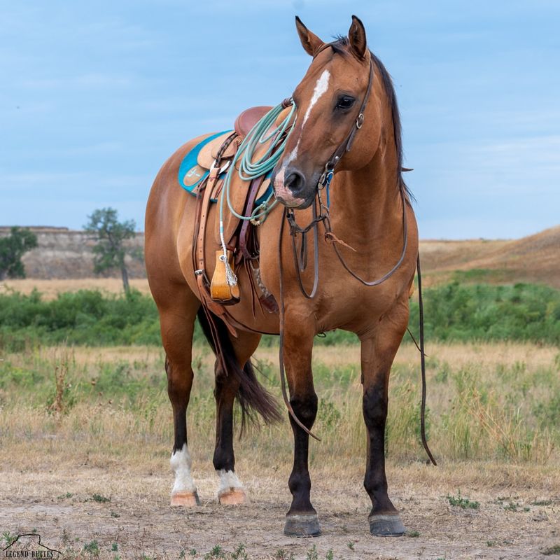 American Quarter Horse