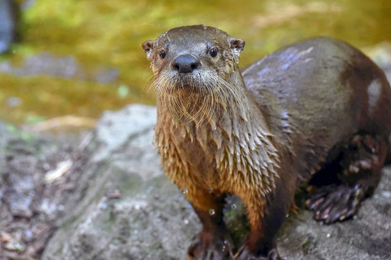 American River Otter