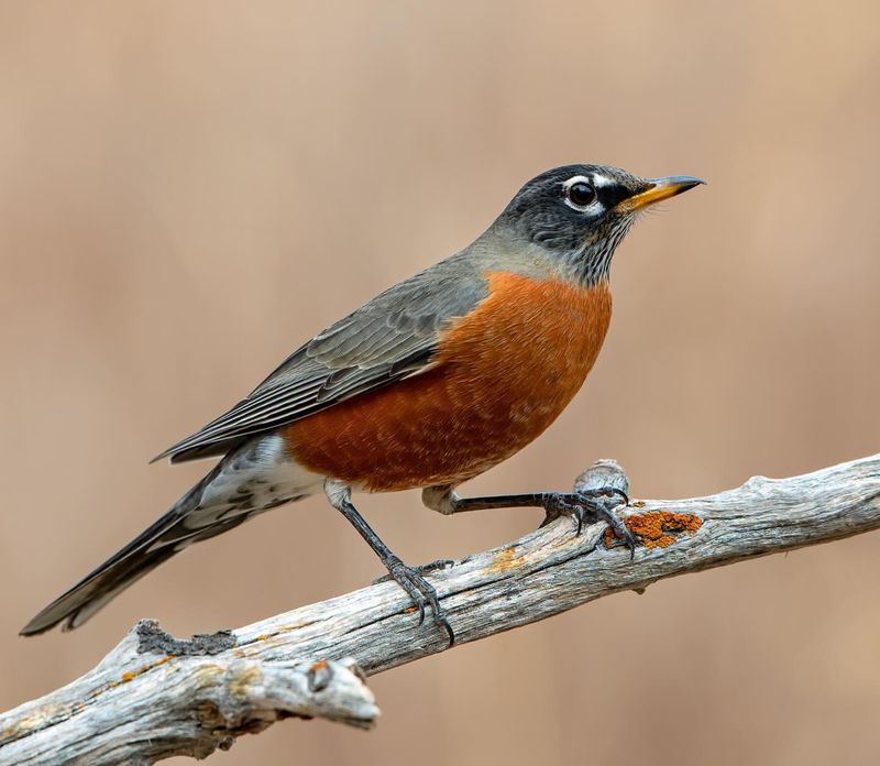 American Robin