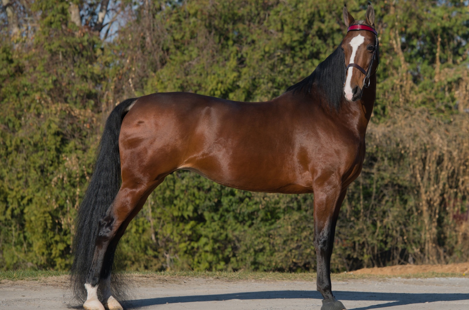 american saddlebred