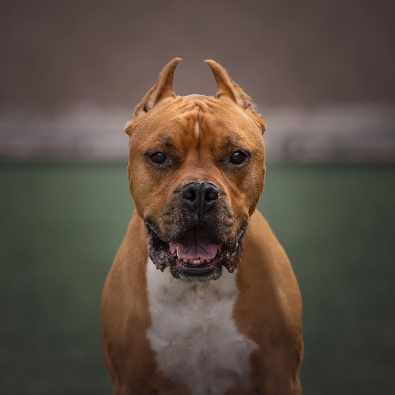 American Staffordshire Terrier