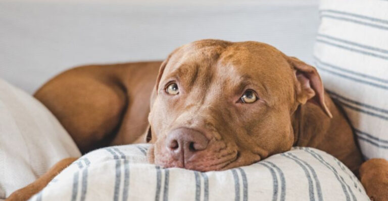 American Staffordshire Terrier 32 Advantages And Disadvantages Of Getting One