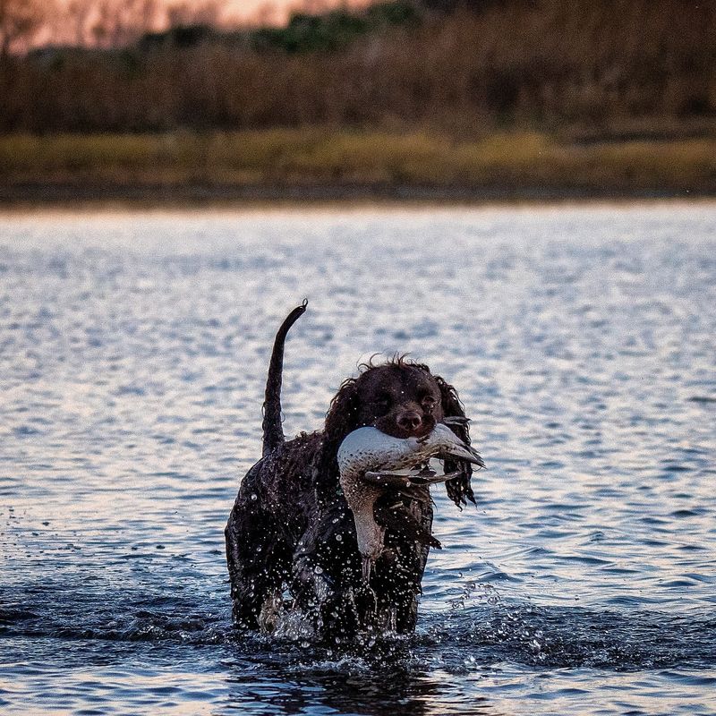 American Water Spaniel