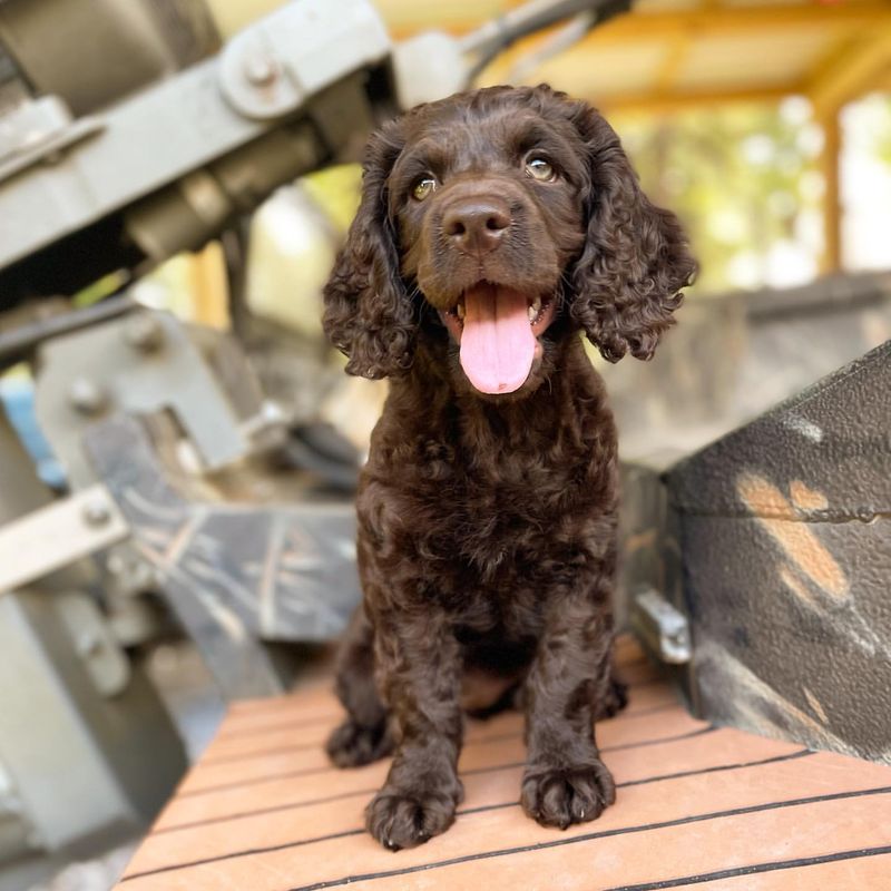 American Water Spaniel